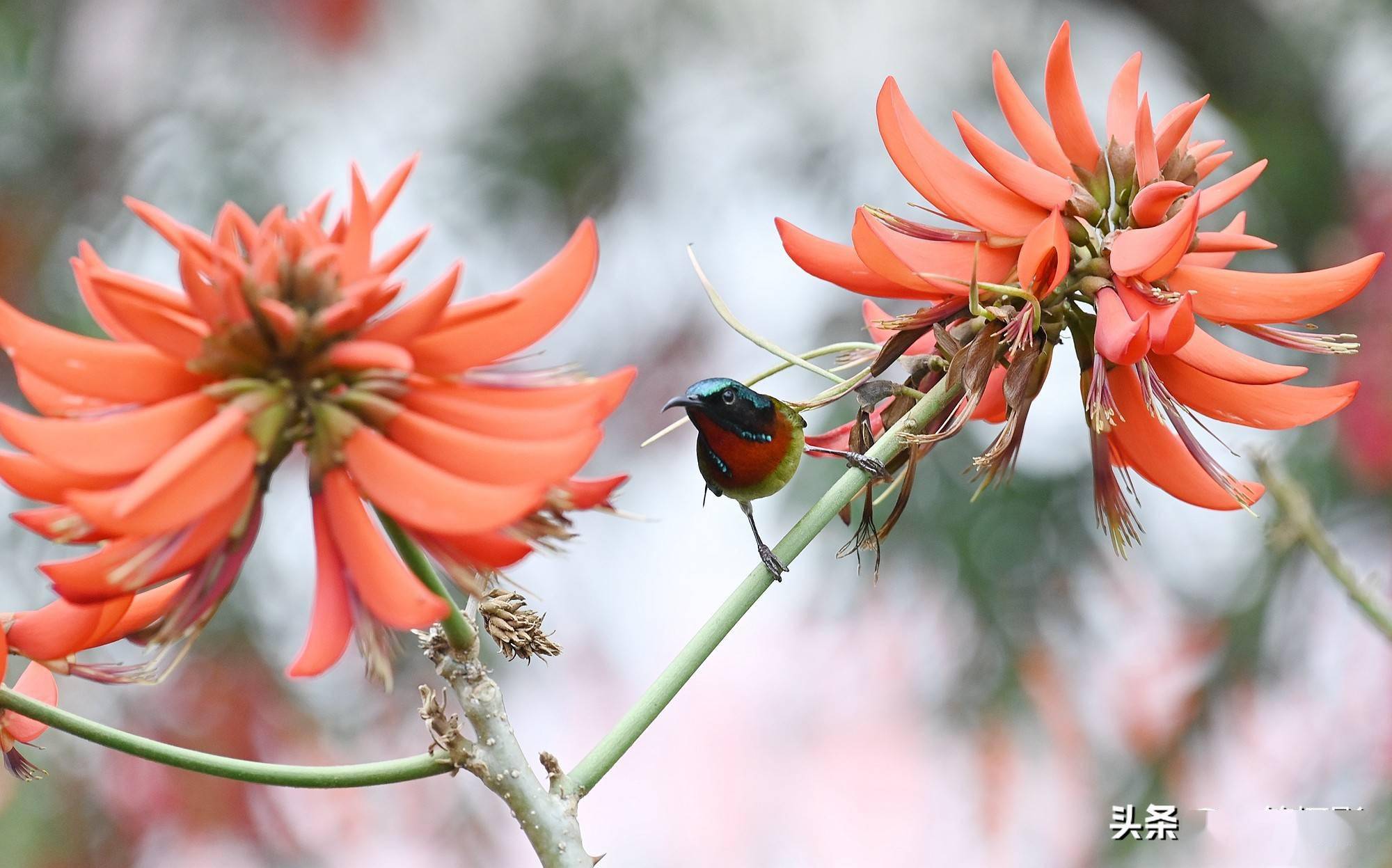 刺桐花上的叉尾太阳鸟