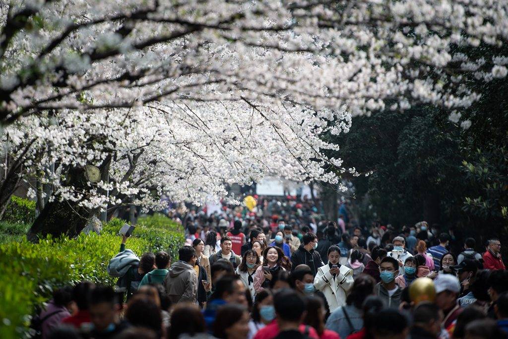 武汉大学樱花盛开绚烂无比 赏樱游客纷至沓来