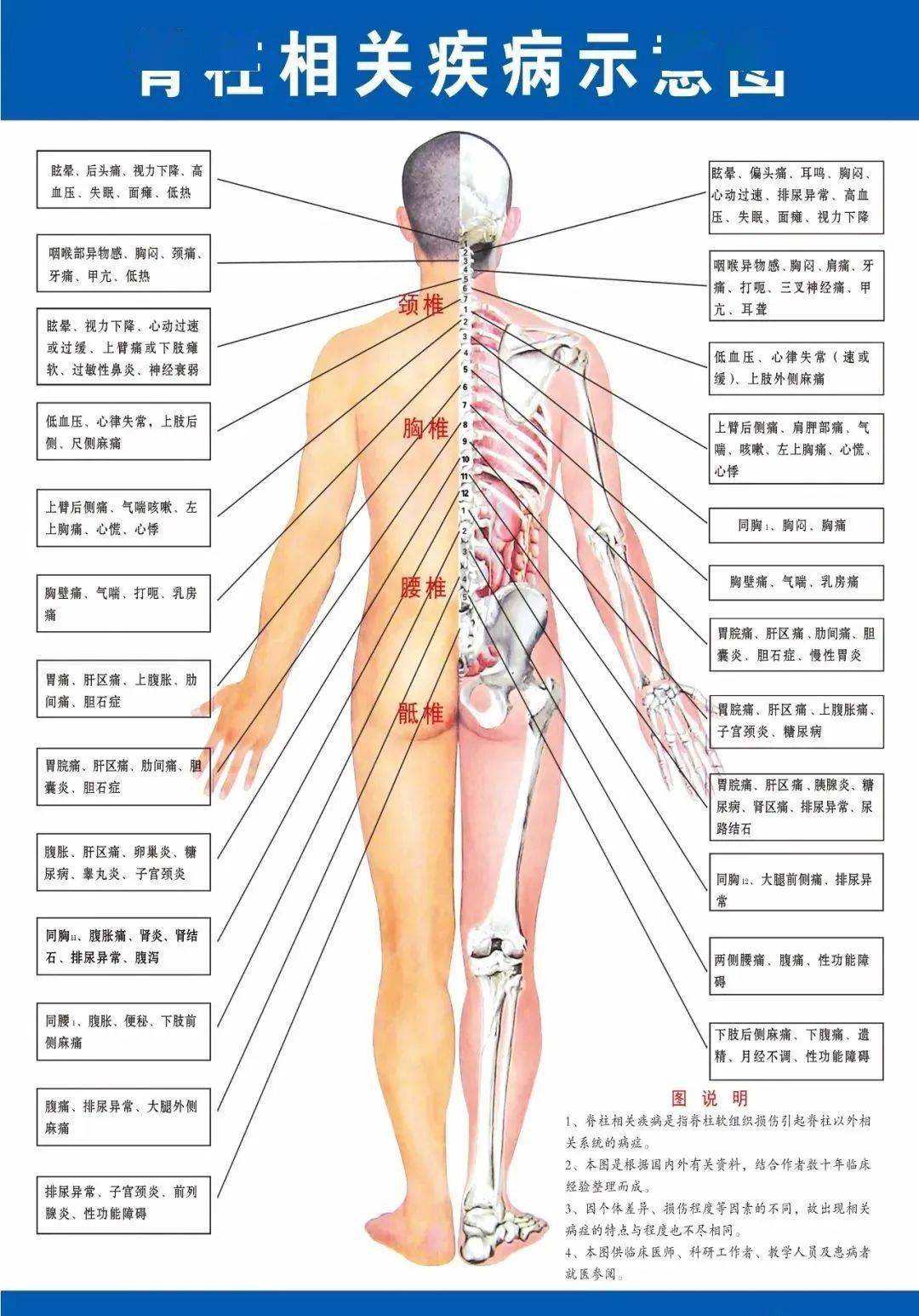 脊椎反射区图解图片