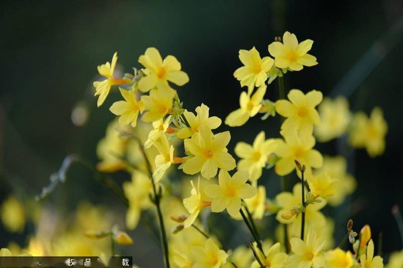 皇城根遺址公園有很大一叢迎春花,和重瓣棣棠花種在一起的,迎春花開完