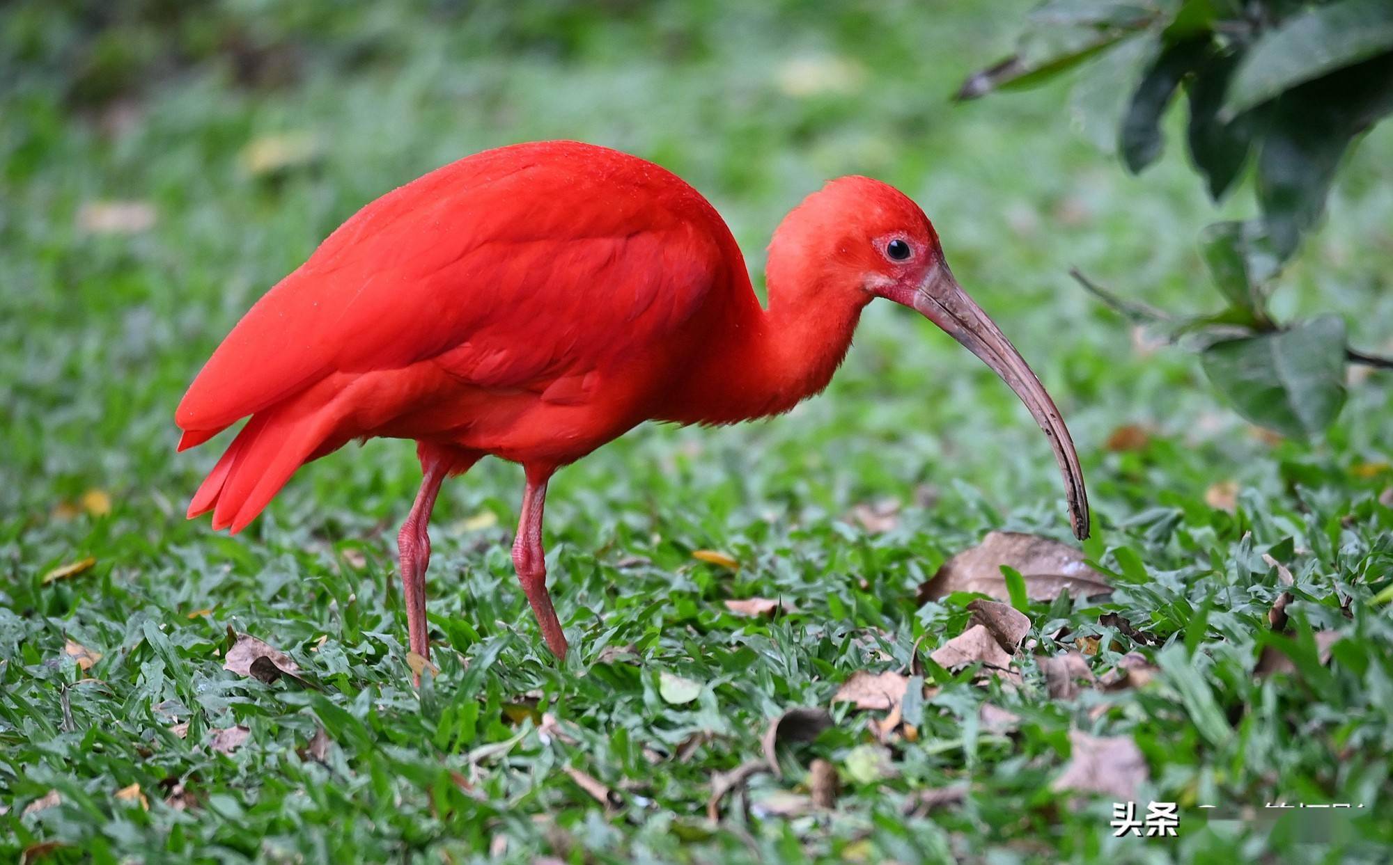 美洲红鹮美丽源自成长与蜕变