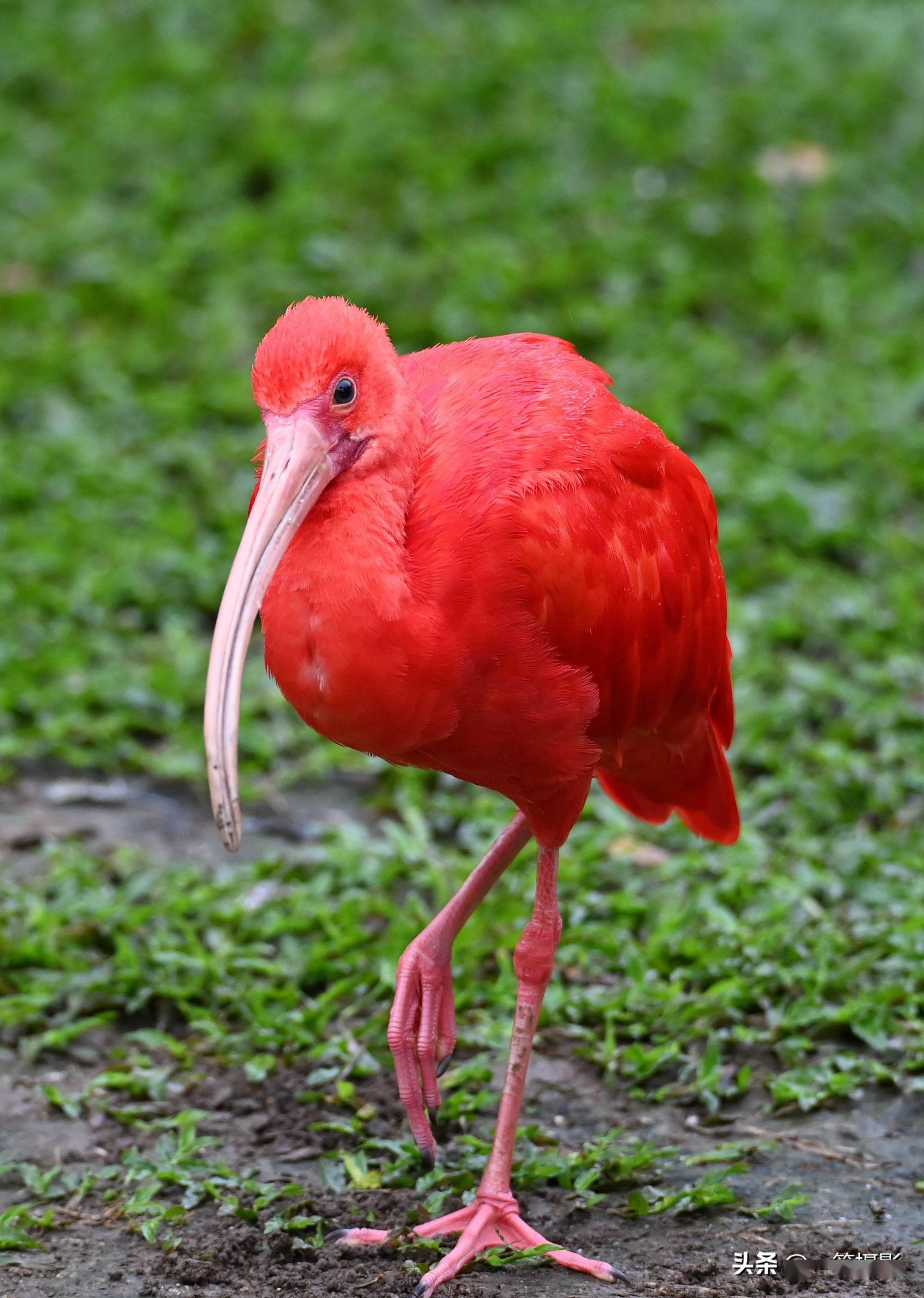 红环鸟图片