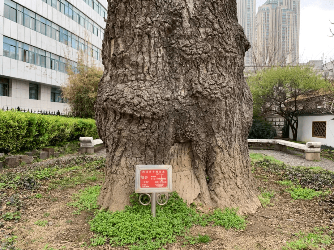 探访530岁的神秘汉阳树！