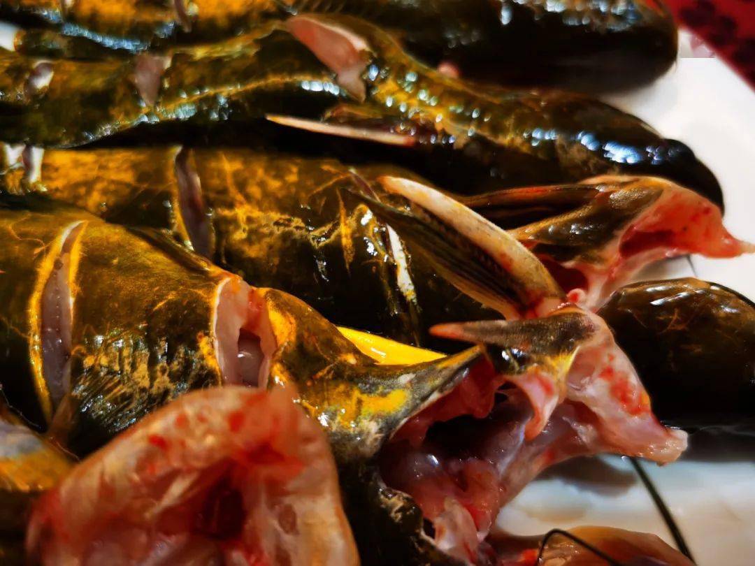 【美食淄博 · 大厨露一手 · 美味酱焖嘎牙鱼】