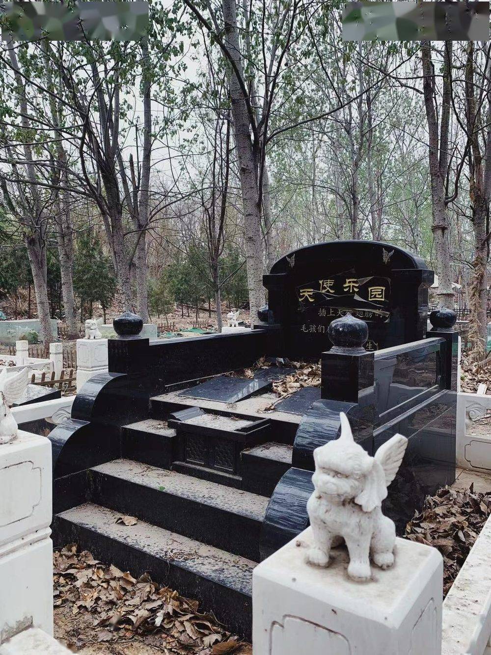 曾去过宠物墓地探访的编辑渣渣郡,给我们详细介绍了北京目前的宠物