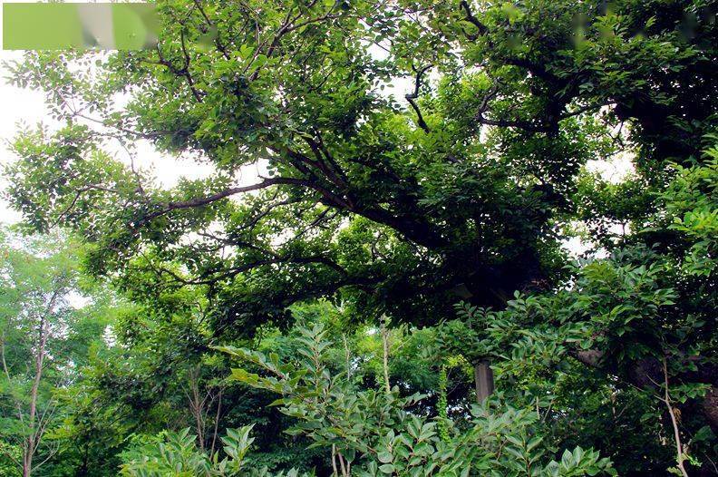 刘公岛上的百年古树，原来有这样的故事……
