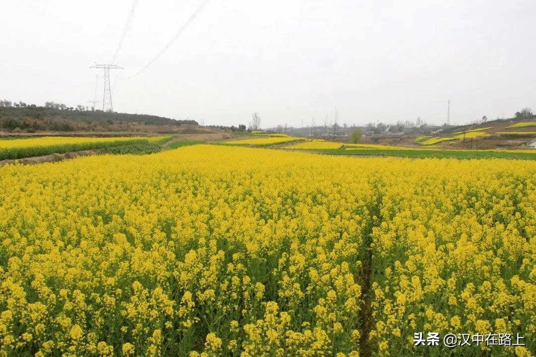 来汉中花溪湾,赏花踏青,亲子游玩两不误_汉王镇