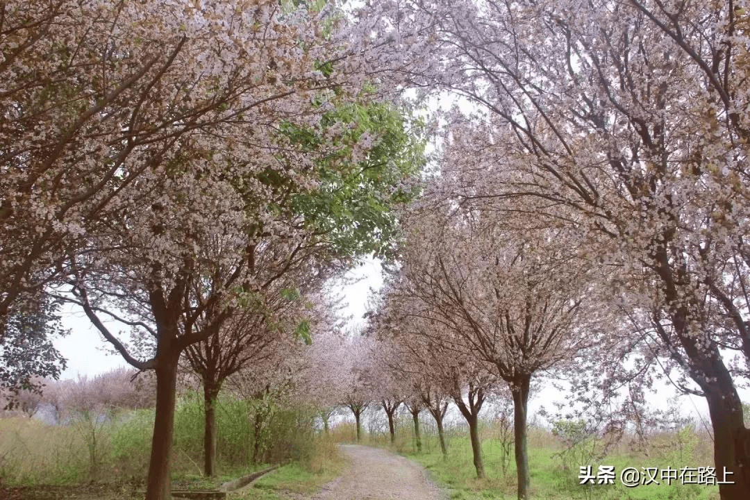 来汉中花溪湾,赏花踏青,亲子游玩两不误_汉王镇