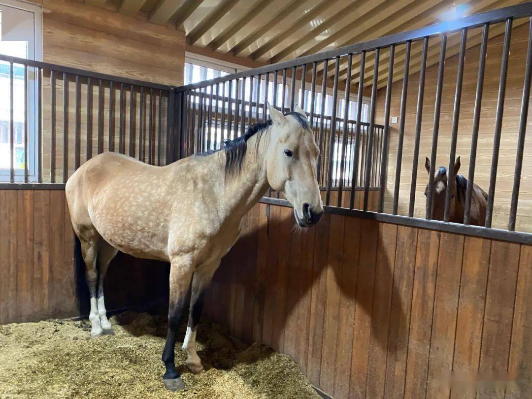 先睹为快十四运会马术场馆长这样