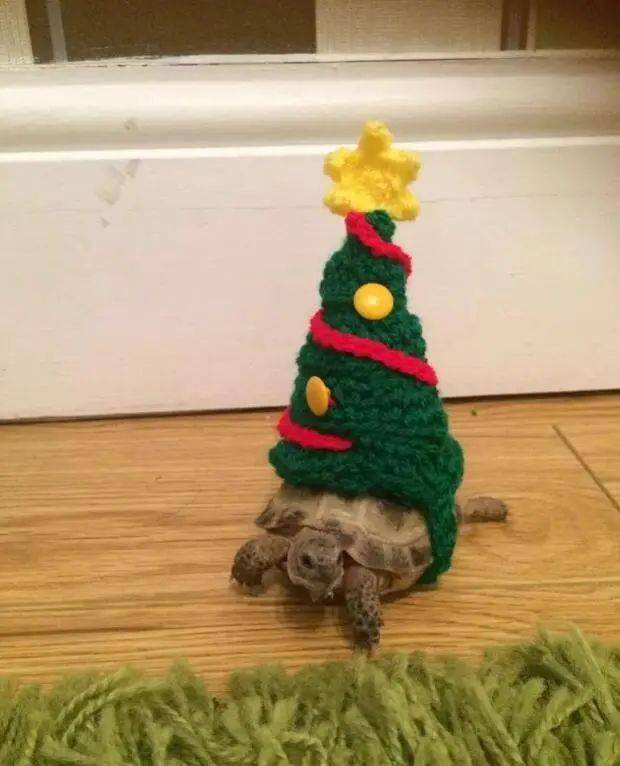 穿着奇奇怪怪衣服的乌龟