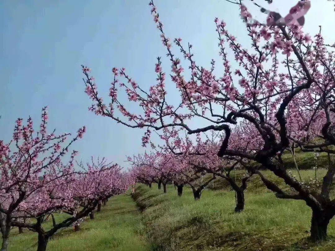 桃花源记好玩吗__桃花源记玩法攻略