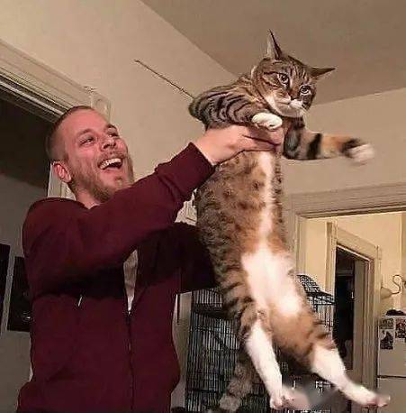 学辛巴举起小猫一年一次没想到猫咪长这么快