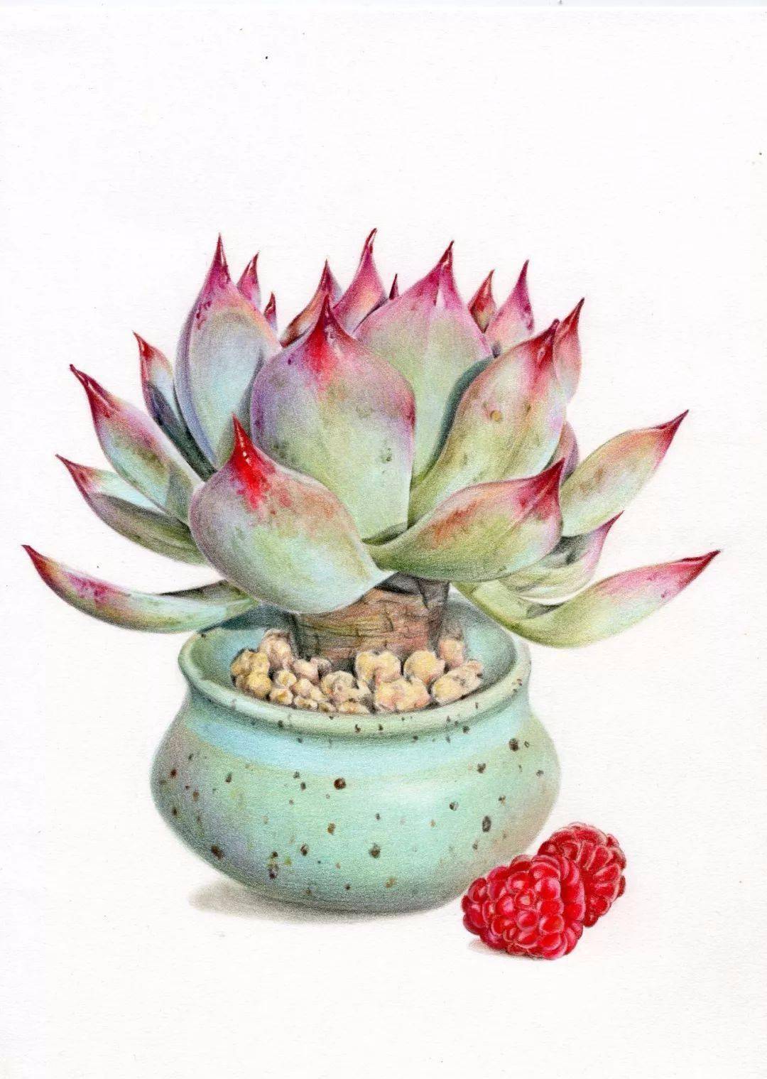 多肉绘植物彩铅步骤图