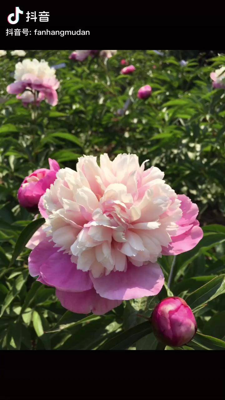 芍药假芍药比假牡丹都多因为没有花连专业人员也分辨不来青花瓷三少