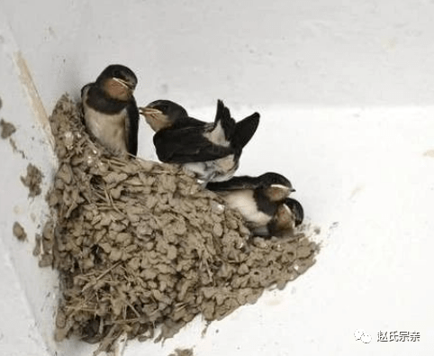 近日万万要留心家中一旦出现此番现象好兆头这是上辈子烧了高香