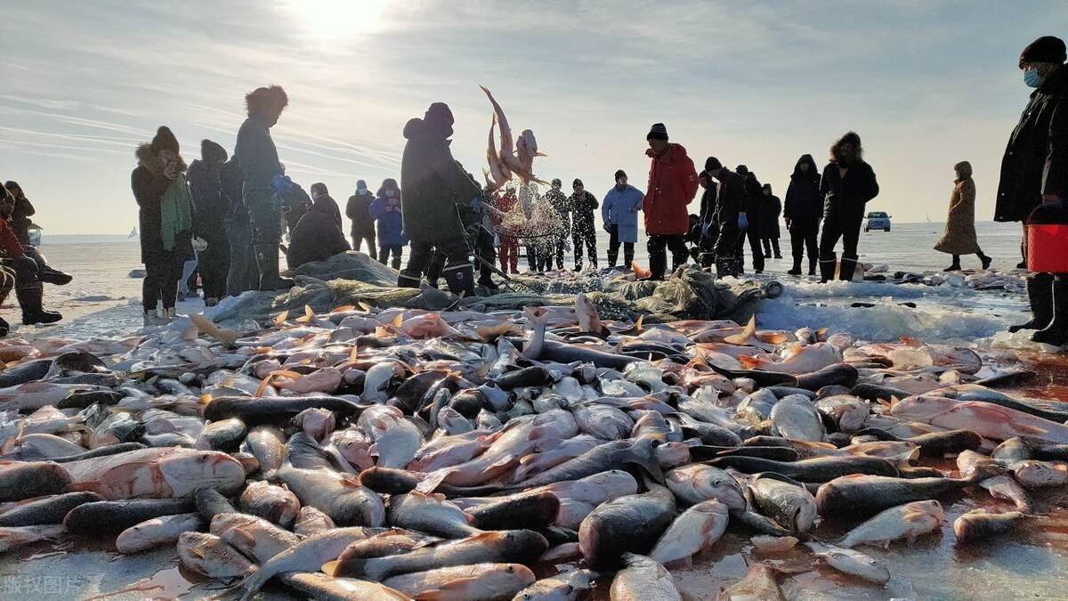 在湖泊和大型水库中放养的鲢鱼,还能长得更大,正所谓"宽水养大鱼.