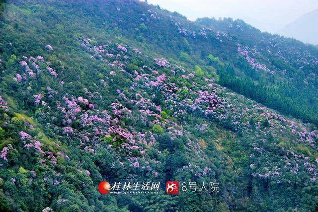 全州縣黃花嶺千畝鹿角杜鵑花盛開