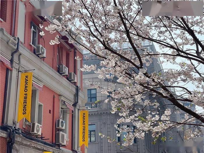 上海四季赏花的好地方，春天的樱花最出名，适合亲子旅游的景点