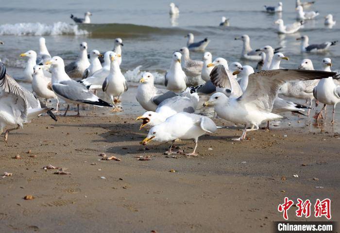 山东烟台海滨“海鸥争食”成风景