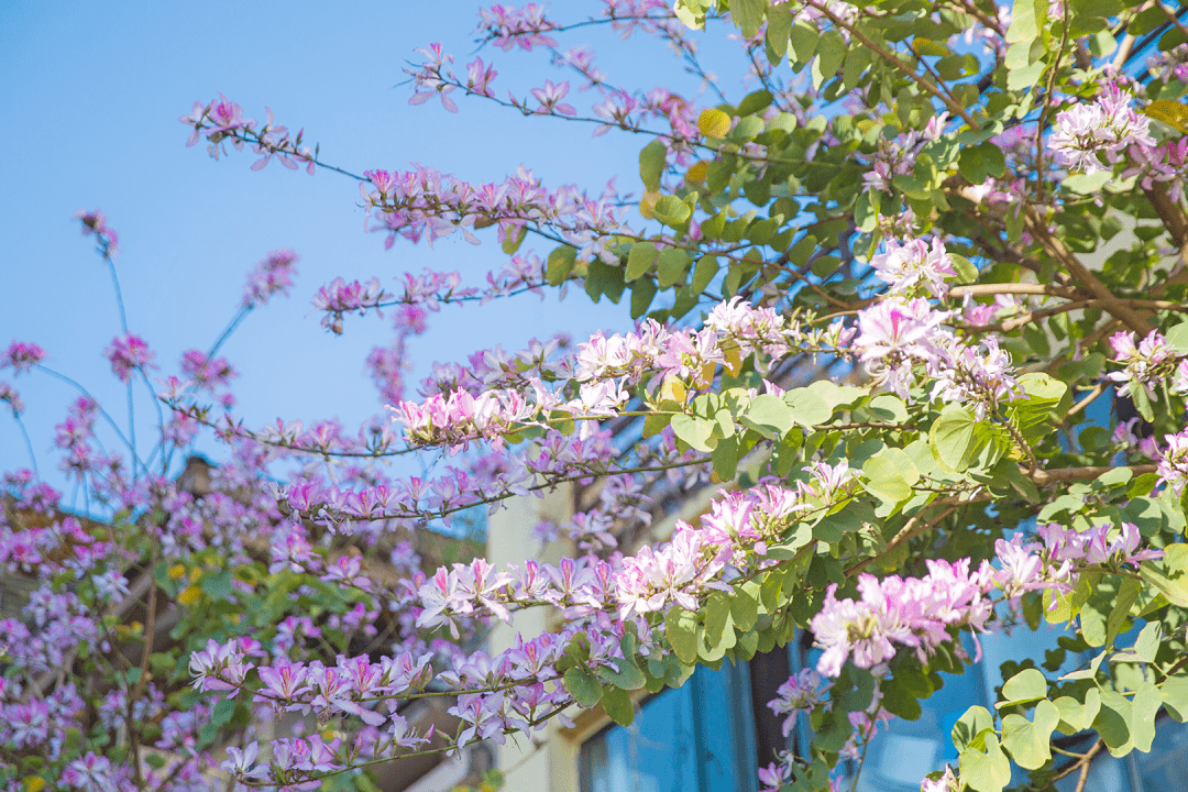 宫粉紫荆上线西昌春天气氛组好一幅靓丽的城市生态画卷