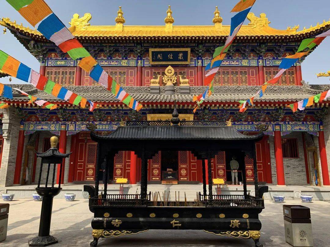 广仁寺汉地雪莲此地盛开