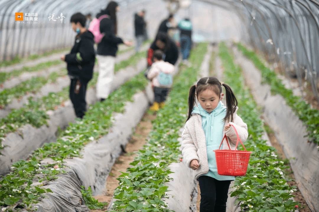 抵達草莓園之後,大家都非常自覺,井然有序的入園,牢記