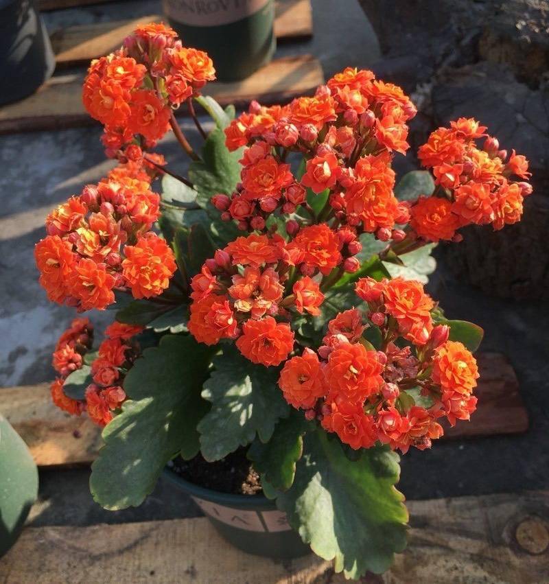 几月份扦插长寿花最好 a7672f5087a74cddac0af75d91f5d516.jpeg