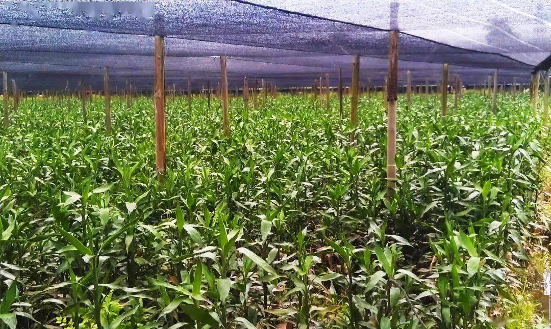 富贵竹种植基地注:部分图片来自网络转自12360海关热线