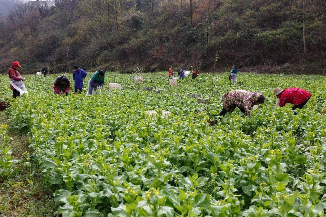乡村振兴老屋棚村200余亩白菜苔俏销富村民