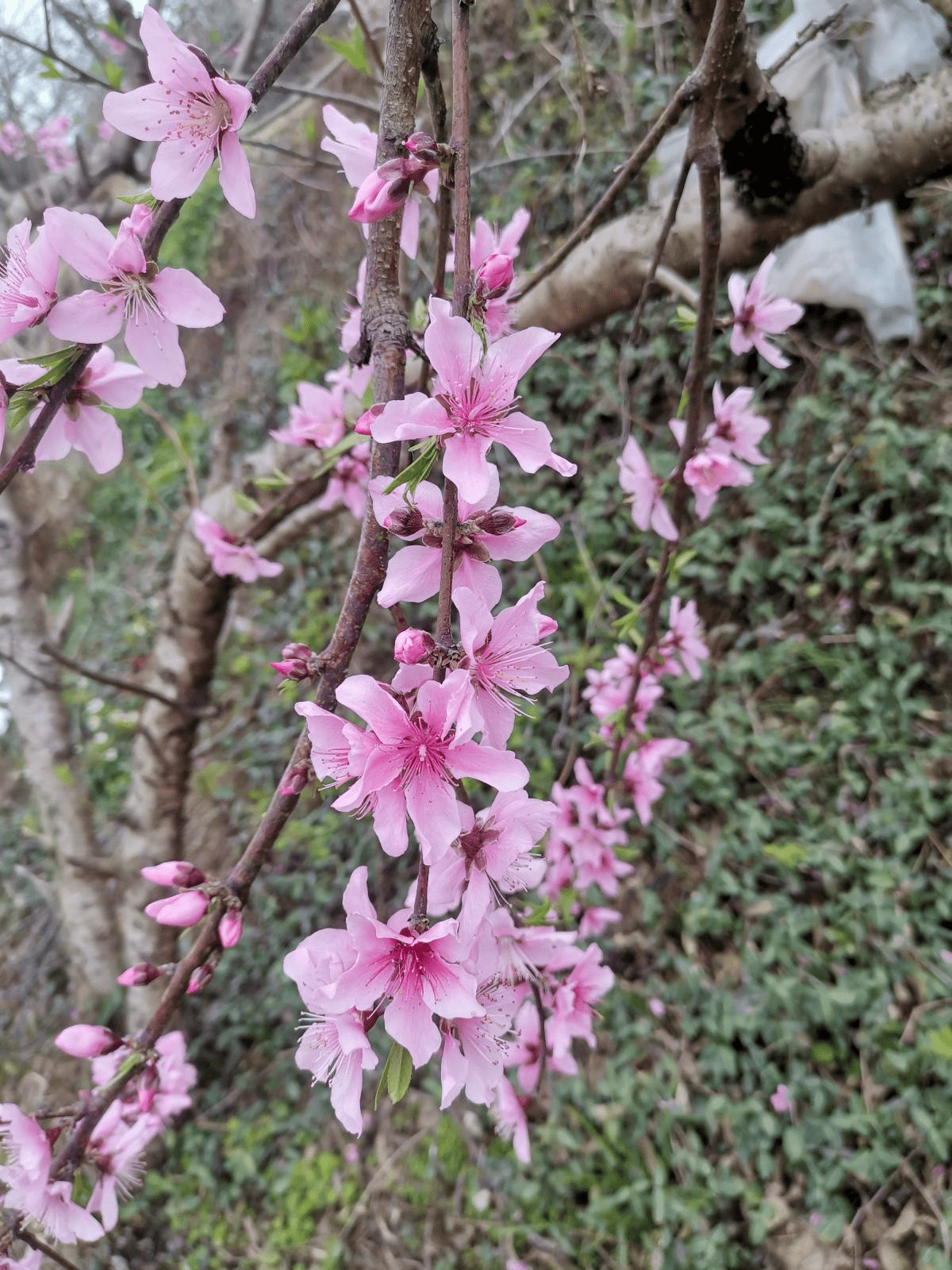 春天1000种花名大全(100种春天的花的名字和图片)