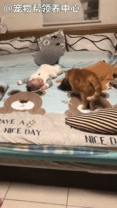 猫保姆竟确认宝宝都睡着后,才放心躺倒撒娇:快抱我