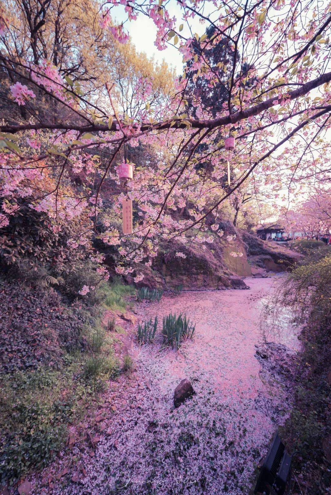 这座千年小城,65万㎡樱花花海不输北海道!苏州出发仅15min高铁直达!