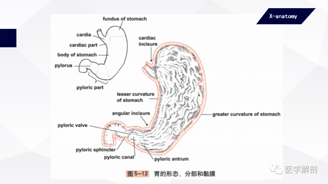 食物团在胃内经胃液化学消化分解后,随着胃的蠕动自胃排出至十二