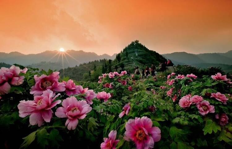 重庆人快去春游吧！近80处赏花点、150余项春季文旅活动等你来