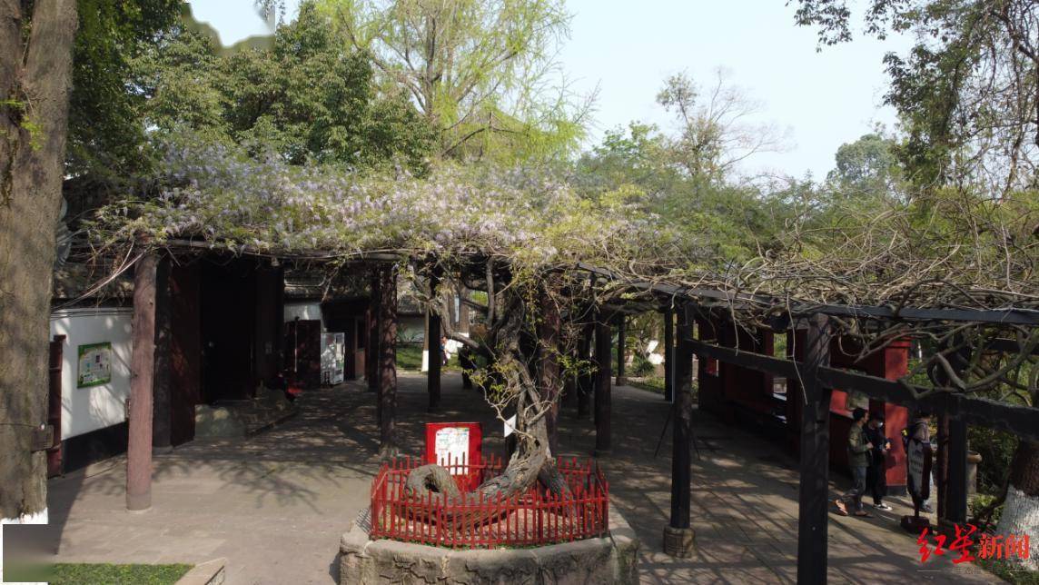 500余年历史的紫藤又开花了！到成都新都桂湖看“中国藤王”