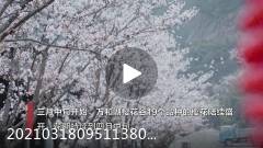 永州阳明山樱花如雪颜值爆表