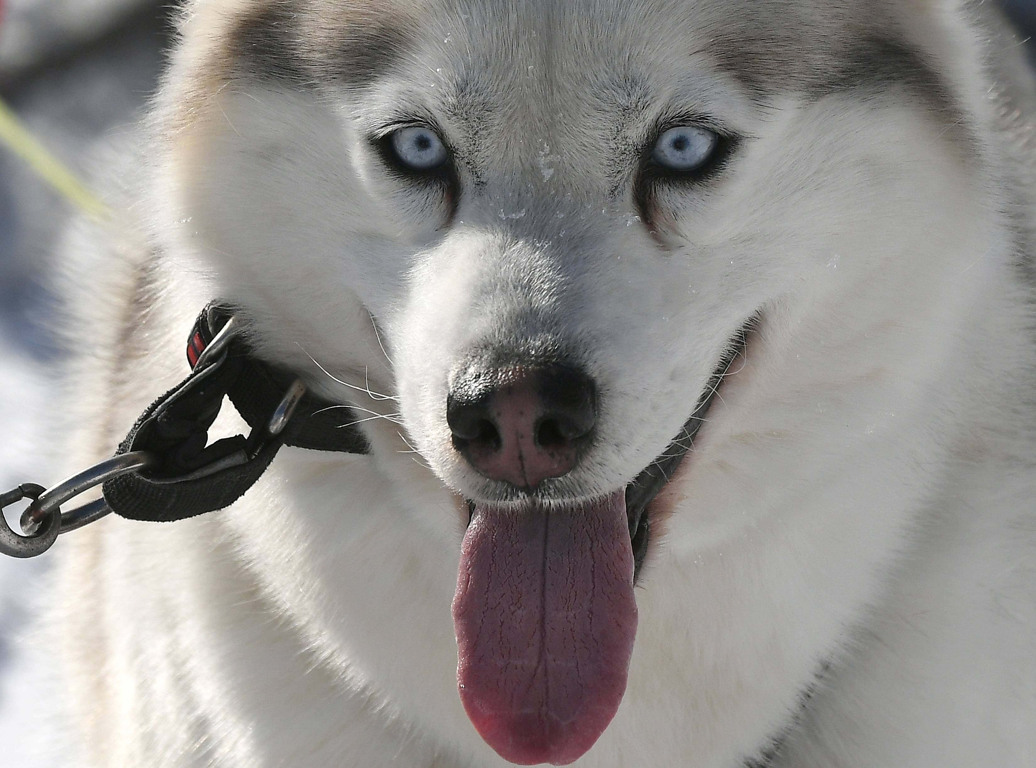 俄罗斯的雪橇犬比赛