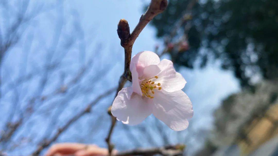 即将进入最佳观赏期！这里的‘染井吉野’樱花开了！