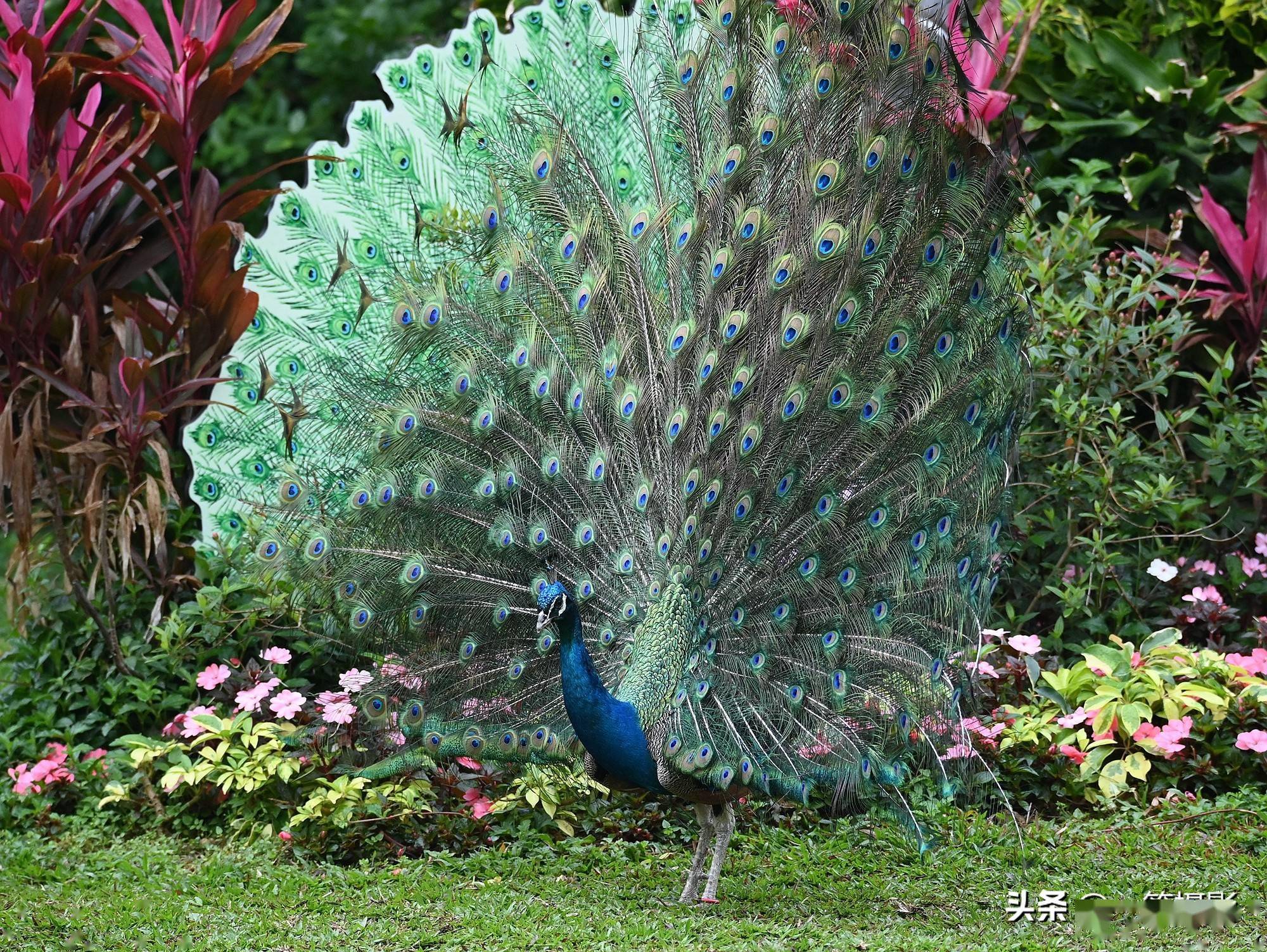 一只孔雀从一幅孔雀开屏图前经过,奇迹出现了