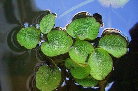 18种水生植物图鉴