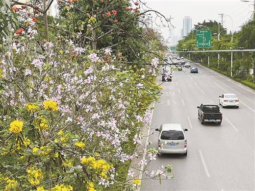 图为3月18日,南宁市白沙大道繁花盛开 南国早报记者 邹财麟摄