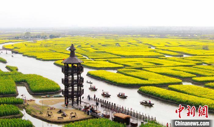 江苏兴化千垛油菜花竞相绽放 万亩"垛田"披金装