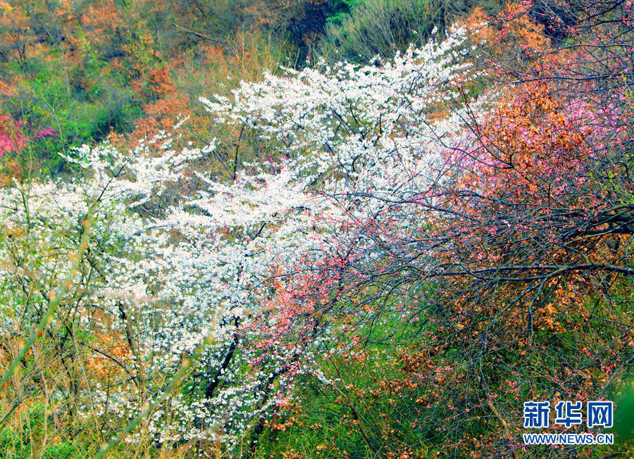 广西全州：山樱花开烂漫时