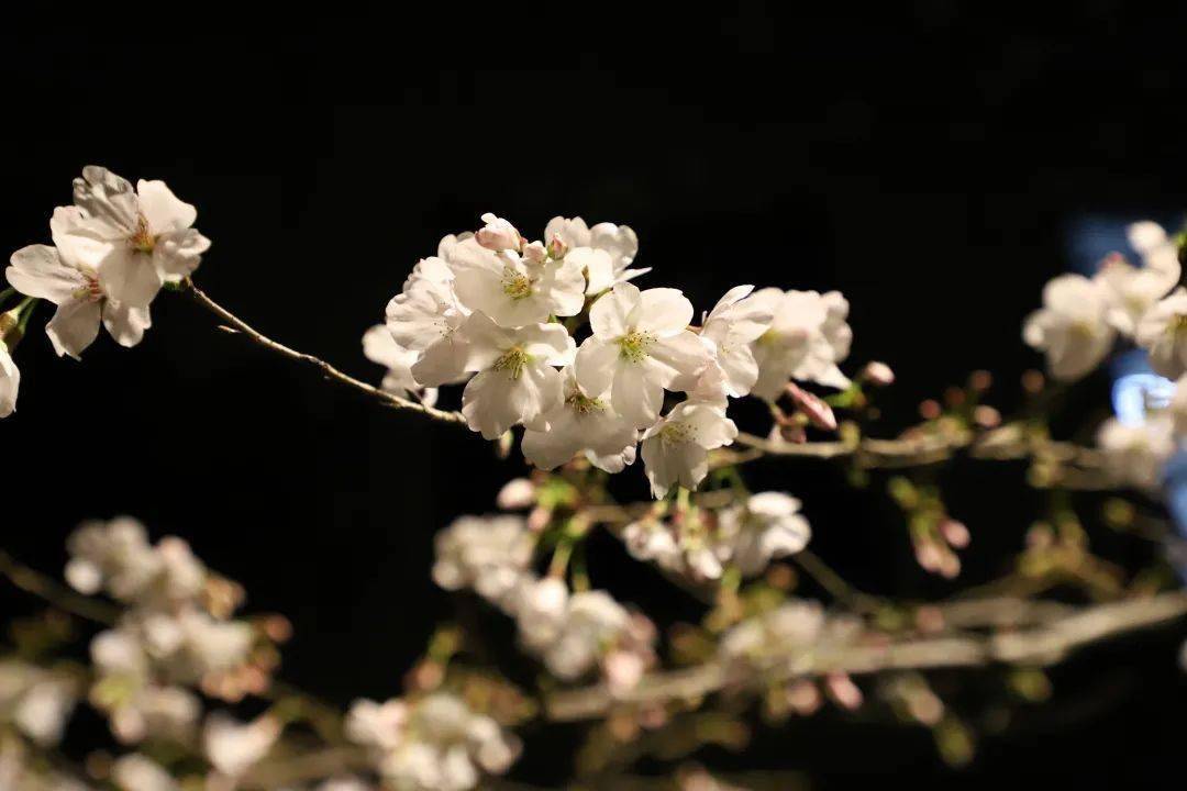 月下花見,邀您共賞南林夜櫻_櫻花