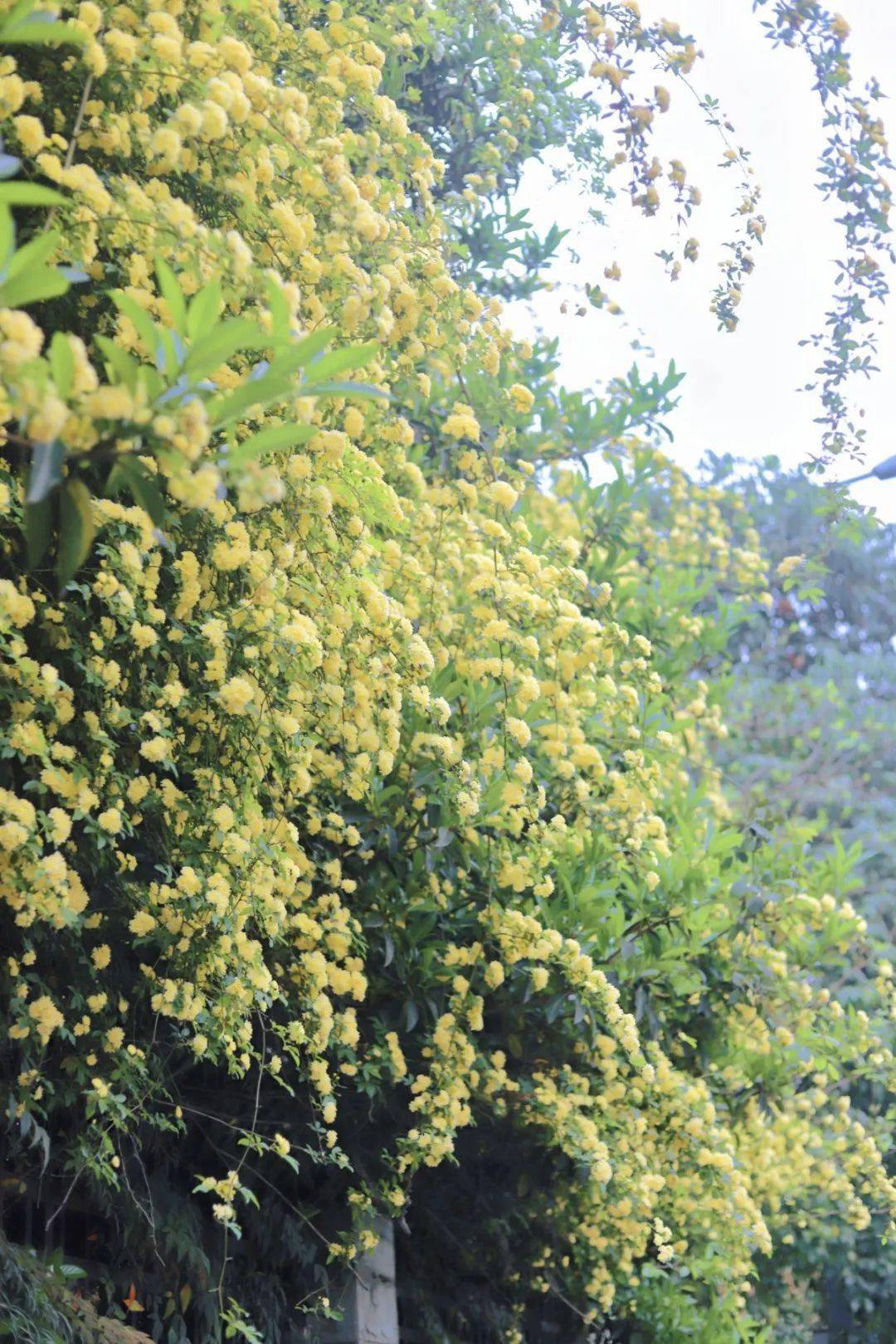 成都七里香花海提前盛开,超震撼!