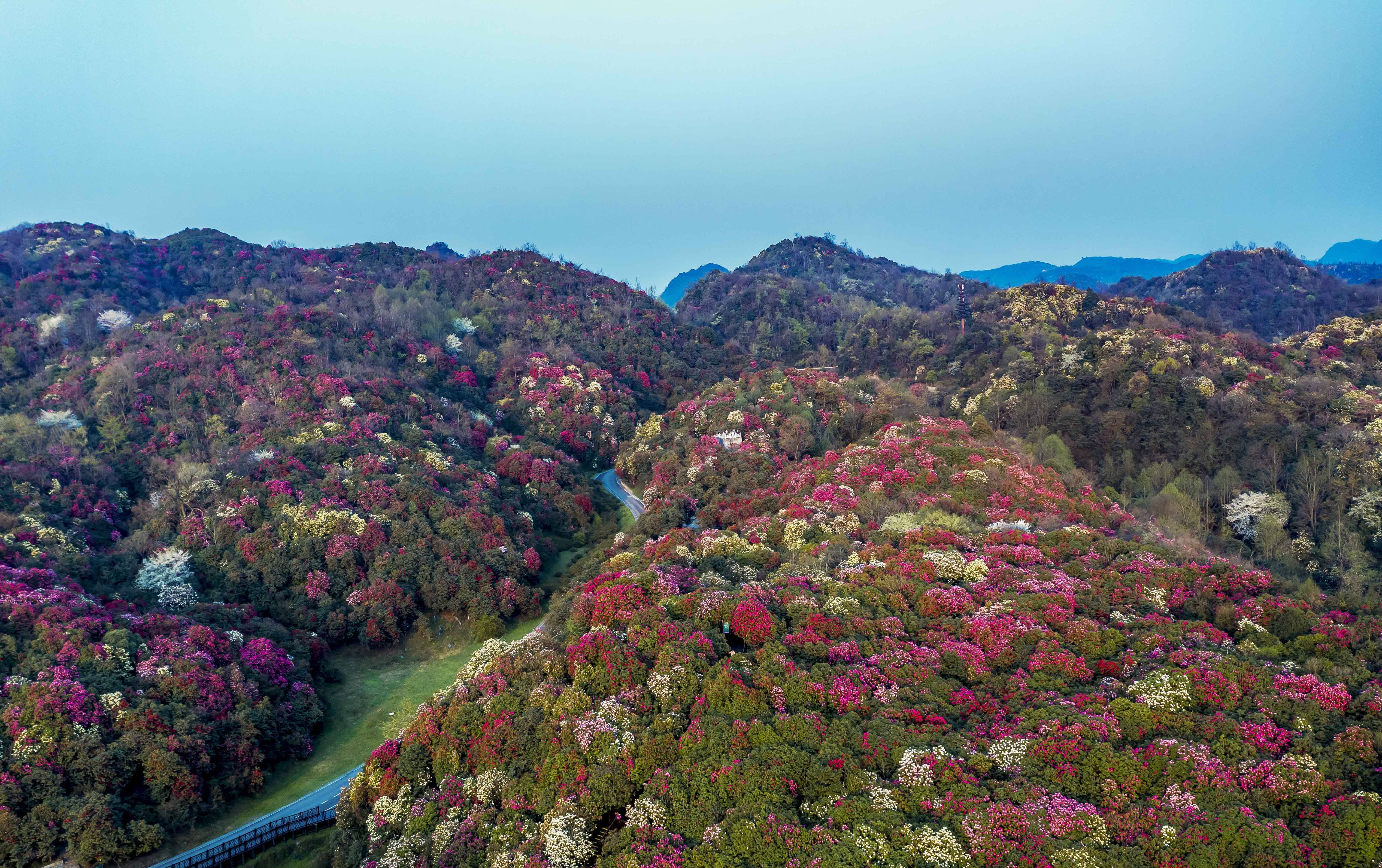 百里杜鹃花开迎客来