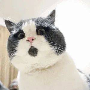 会说话的汤姆猫第一季2 4cc0c04c8e9349529e441ef13e8f2456.jpeg