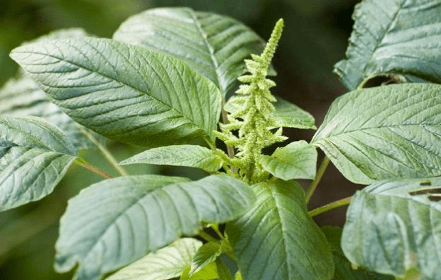 健康幾種常見野菜的健康功效及食用禁忌