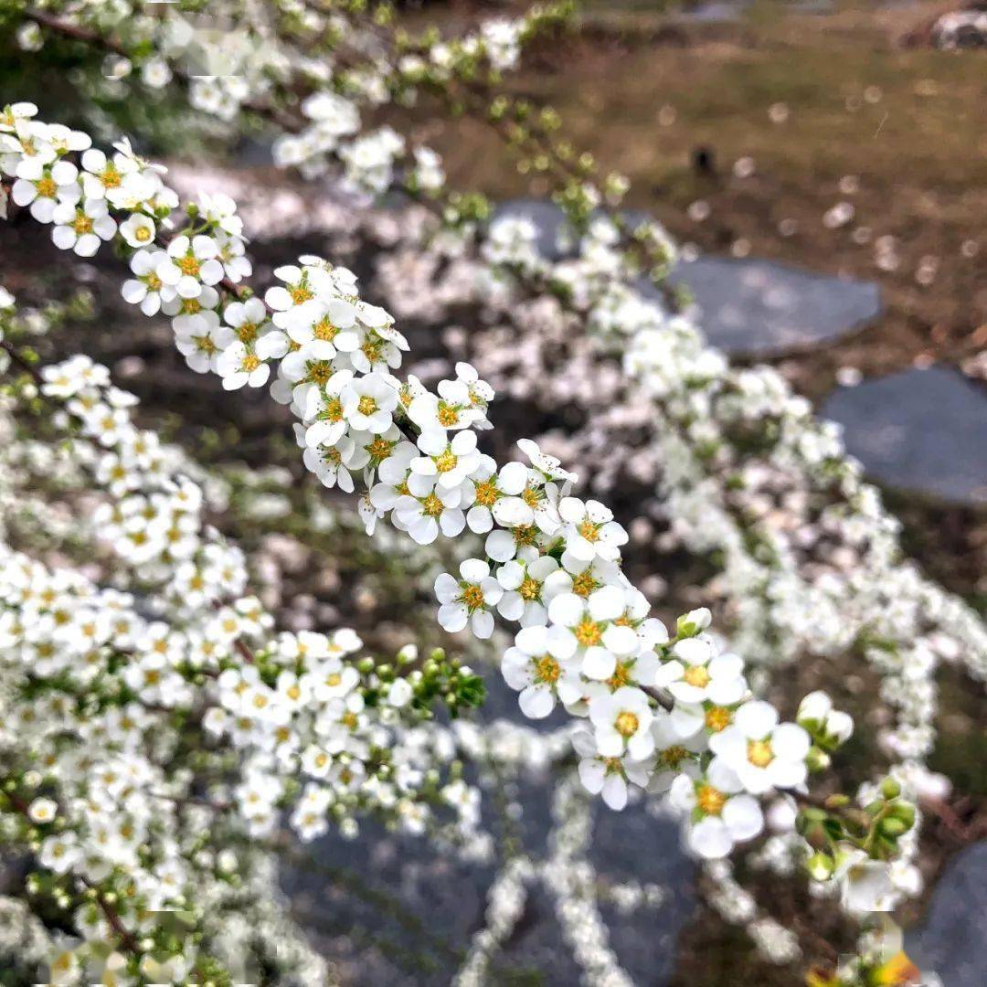 烟花三月来看 雪 雪花