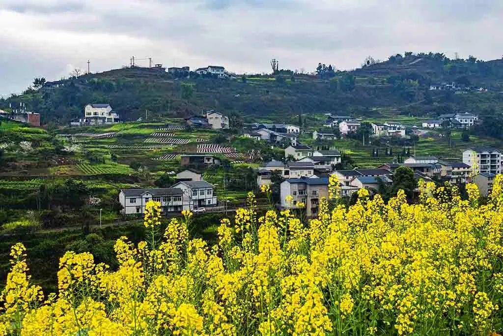 打卡綦江油菜花!_打通镇